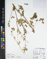 Drymocallis glandulosa var. viscida image