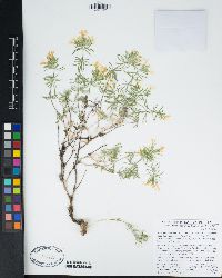 Leptosiphon floribundus subsp. floribundus image