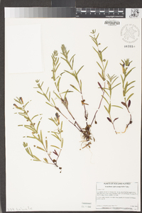 Scutellaria siphocampyloides image