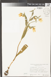 Calochortus albus image