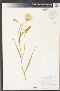 Calochortus catalinae image