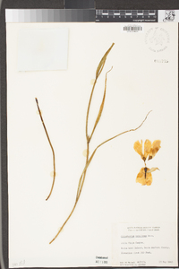 Calochortus catalinae image