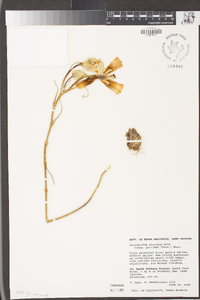 Calochortus clavatus image