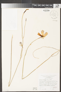 Calochortus splendens image