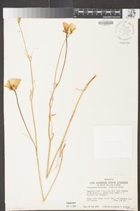 Calochortus splendens image