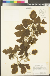 Toxicodendron diversilobum image