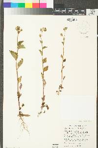 Phacelia viscida var. albiflora image