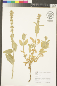 Stachys albens image