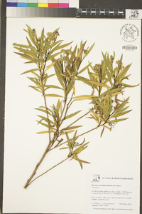 Baccharis salicifolia image