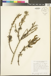 Salix lasiolepis image