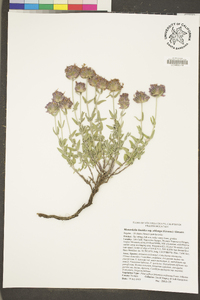 Monardella linoides image