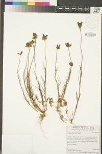 Linaria pinifolia image