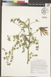 Hosackia crassifolia var. crassifolia image