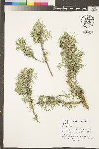 Artemisia californica image