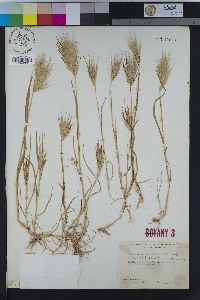 Bromus rubens image