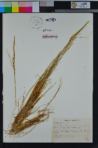 Agrostis exarata image