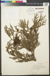 Thuja plicata image