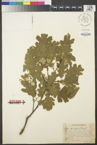 Quercus garryana image