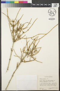 Ephedra viridis image