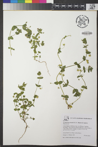 Lysimachia arvensis image