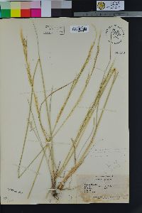 Eriocoma occidentalis subsp. pubescens image
