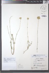 Monardella linoides image