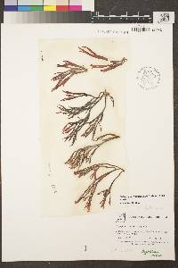 Image of Callophyllis linearis