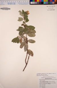 Arctostaphylos crustacea subsp. crinita image