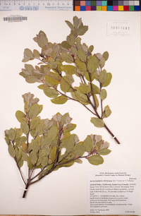 Arctostaphylos ohloneana image