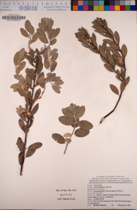 Arctostaphylos silvicola image