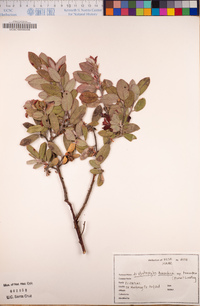 Arctostaphylos tomentosa subsp. tomentosa image