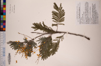 Acacia dealbata image