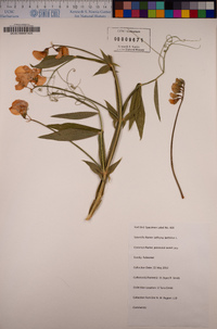 Lathyrus latifolius image