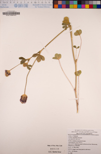 Trifolium amoenum image