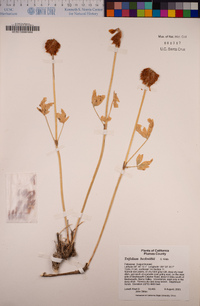 Trifolium beckwithii image