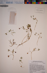 Trifolium depauperatum image