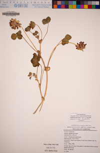 Trifolium fucatum image