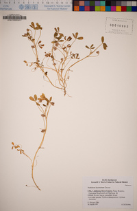 Trifolium depauperatum var. depauperatum image