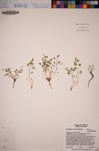 Trifolium monanthum image