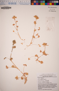 Trifolium striatum image