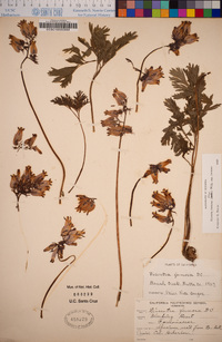 Dicentra formosa image