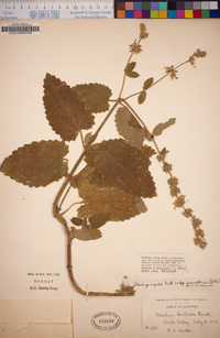 Stachys rigida image