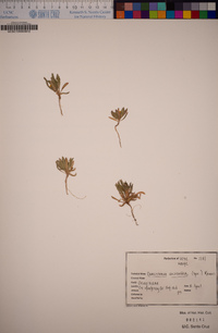 Camissoniopsis micrantha image