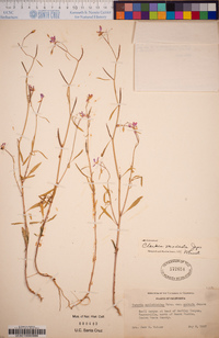 Clarkia modesta image