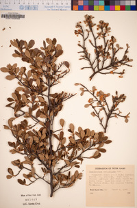 Cercocarpus betuloides image