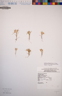 Eriastrum abramsii image