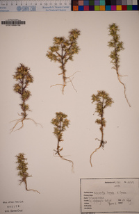 Navarretia hamata image