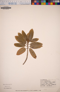 Frangula californica subsp. californica image