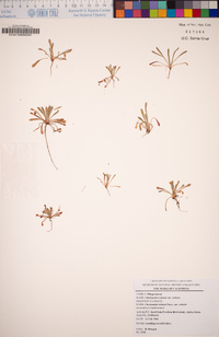 Chorizanthe robusta image