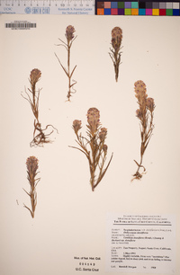 Castilleja densiflora subsp. densiflora image